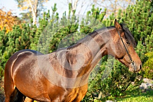 Portrait of dark bay sportive welsh pony posing in nice garden. fall time