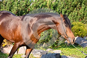 Portrait of dark bay sportive welsh pony posing in nice stable garden