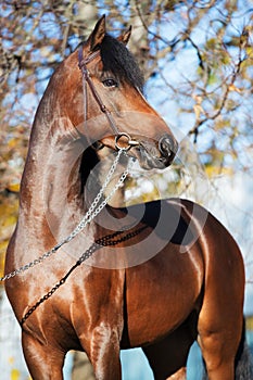Portrait of dark bay sportive welsh pony stallion