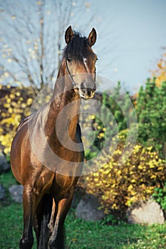 Portrait of dark bay sportive welsh pony stallion