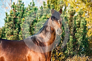 Portrait of dark bay sportive welsh pony stallion