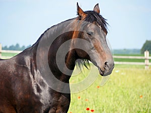 Portrait of a dark bay trotter stallion