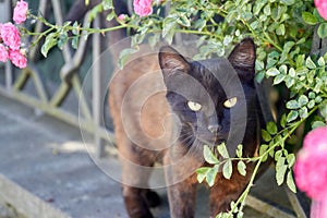 Portrait of dark brown apathetical cat in the garden outdoors.