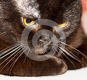 Portrait of dark brown British cat face close-up