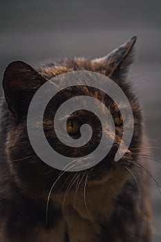 Portrait of a dark-furred cat with bright yellow eyes.