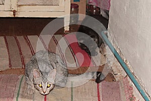 Portrait of a dark gray cat meikun on the background of a colored carpet in the apartment