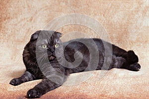 Portrait of a dark gray cat of the Scottish fold breed.