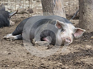 Portrait of a  dark-haired  big sow  sleeping in  mud