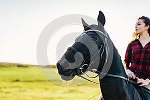 Portrait of a dark horse and a rider sitting on him