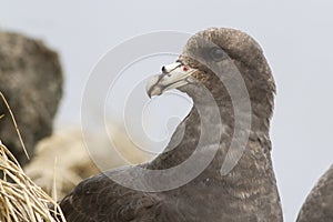 Portrait of dark morphs fulmars turned his head a summer