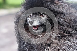 portrait of a dark purebred small dog of the Spitz breed with a dark coat. Beautiful long hair.