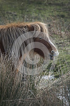 Portrait of a Dartmoor Pony