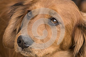 Portrait of a Daschund mix puppy