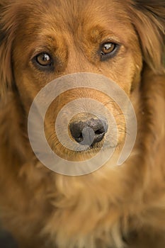 Portrait of a Daschund mix puppy