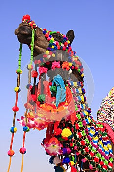 Portrait of decorated camel at Desert Festival, Jaisalmer, India