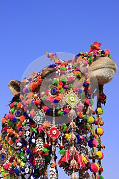 Portrait of decorated camel at Desert Festival, Jaisalmer, India