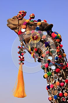 Portrait of decorated camel at Desert Festival, Jaisalmer, India