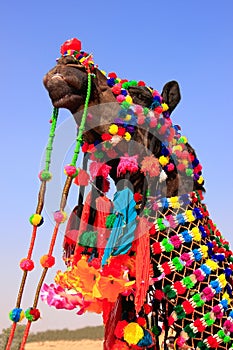 Portrait of decorated camel at Desert Festival, Jaisalmer, India