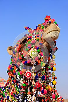 Portrait of decorated camel at Desert Festival, Jaisalmer, India