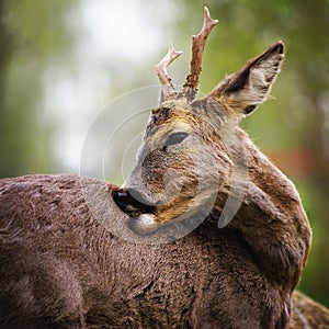 Portrait of deer