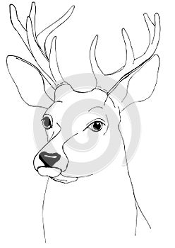 Portrait of a deer.