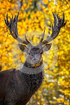 Portrait deer with big horns stag in autumn forest. Wildlife scene from nature