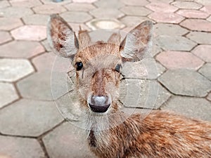 Portrait of Deer face in park