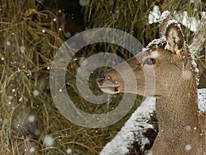 portrait of deer female on a background of dry hay in winter