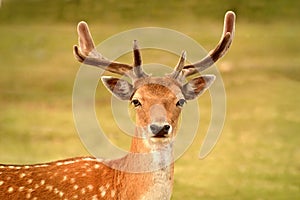 Portrait of a deer head