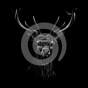 Portrait of a deer head on a black background