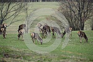 Flock of Deer hind grazing the grass near the forest in spring