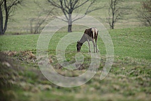 Flock of Deer hind grazing the grass near the forest in spring