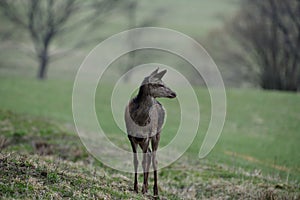 Portrait of deer hind head in spring on green pasture