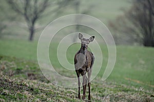 Portrét zadní hlavy jelena na jaře na zelené pastvině