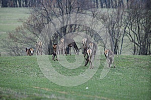 Flock of Deer hind grazing the grass near the forest in spring