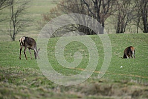 Flock of Deer hind grazing the grass near the forest in spring