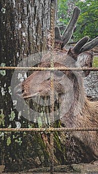 Portrait of a deer that lived in a cage for years, taken using a cellphone camera.