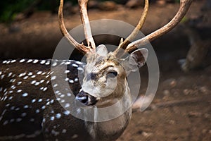 Portrait of A deer looking into the camera