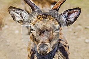 Portrait of a deer. Muzzle close-up