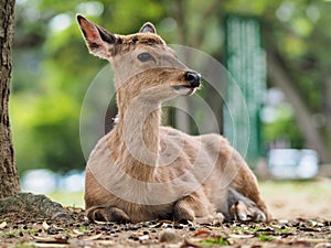 Portrait of deer in Nara