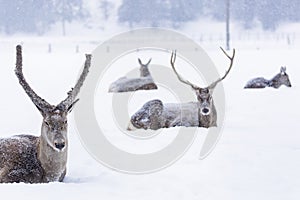 Portrait of a deer resting in snow in winter season