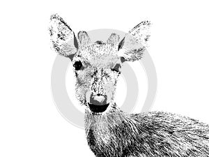 Portrait of deer in stencil style on White