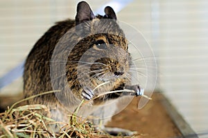 Portrait of degu eating hay