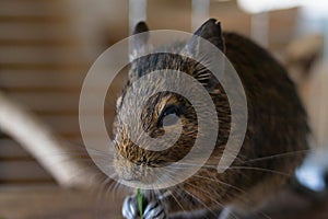 Portrait of a degu squirrel eating grass