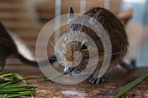 Portrait of a degu squirrel eating grass