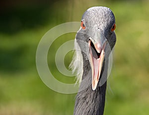 Portrait of a demoiselle crane