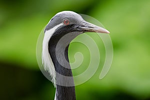 Portrait of a Demoiselle Crane