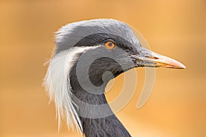 Portrait of demoiselle crane