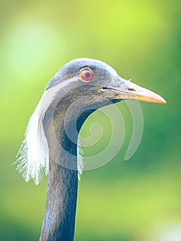 Portrait of The demoiselle crane (Grus virgo) (Grus virgo