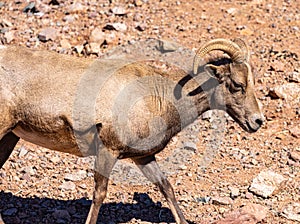 Portrait of the desert bighorn sheep with large curved horns, antelope family.